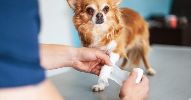 assurance animaux de compagnie