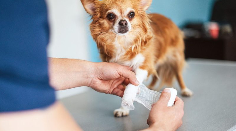 assurance animaux de compagnie