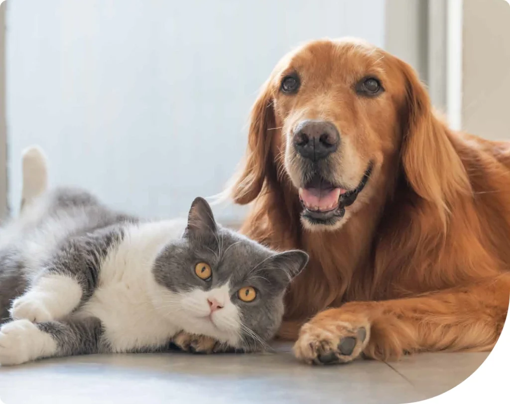 santé des animaux