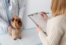 Un vétérinaire examine un petit chien sur une table de consultation