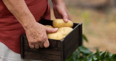 Producteur tenant une caisse de pommes de terre fraîches