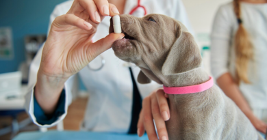 Une vétérinaire en blouse blanche donne un médicament en gélule à un jeune chiot gris