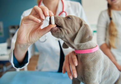 Comment Agria bouscule les codes de l’assurance animale ? Une vétérinaire en blouse blanche donne un médicament en gélule à un jeune chiot gris
