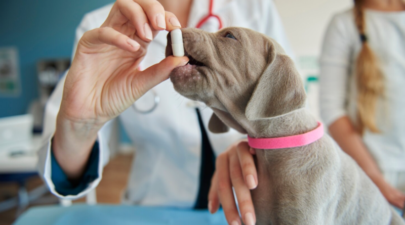 Comment Agria bouscule les codes de l’assurance animale ? Une vétérinaire en blouse blanche donne un médicament en gélule à un jeune chiot gris