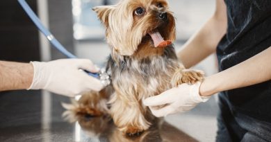 un petit chien de race Yorkshire Terrier ausculté au stéthoscope par un vétérinaire portant des gants de protection lors d'une consultation en clinique