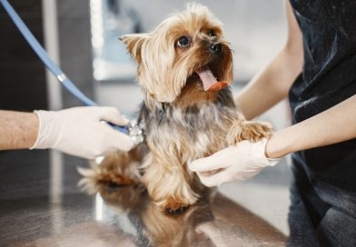 Agria : une assurance santé animale conçue pour répondre aux besoins des propriétaires un petit chien de race Yorkshire Terrier ausculté au stéthoscope par un vétérinaire portant des gants de protection lors d'une consultation en clinique