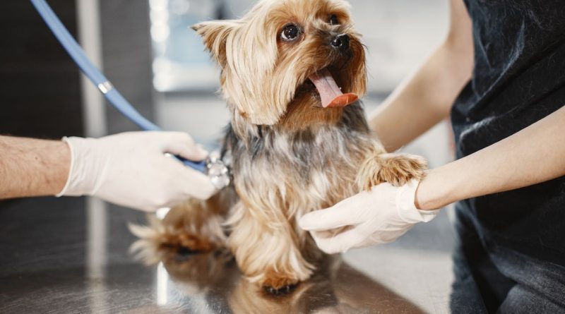 Agria : une assurance santé animale conçue pour répondre aux besoins des propriétaires un petit chien de race Yorkshire Terrier ausculté au stéthoscope par un vétérinaire portant des gants de protection lors d'une consultation en clinique