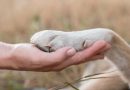 la patte d'un chien posée délicatement dans la main ouverte d'une personne en extérieur