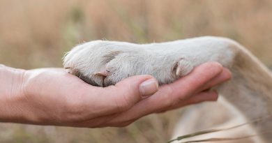 la patte d'un chien posée délicatement dans la main ouverte d'une personne en extérieur