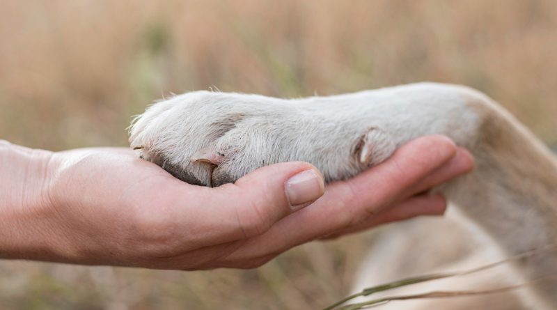 la patte d'un chien posée délicatement dans la main ouverte d'une personne en extérieur